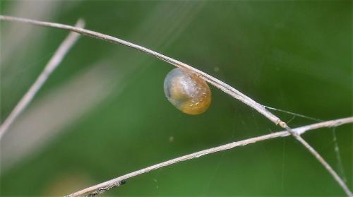 Cionus sp.